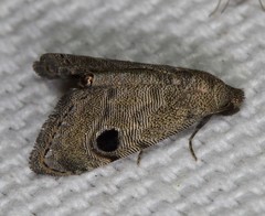 Abablemma brimleyana