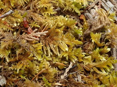 Homalothecium megaptilum