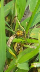 Pheidole metallescens