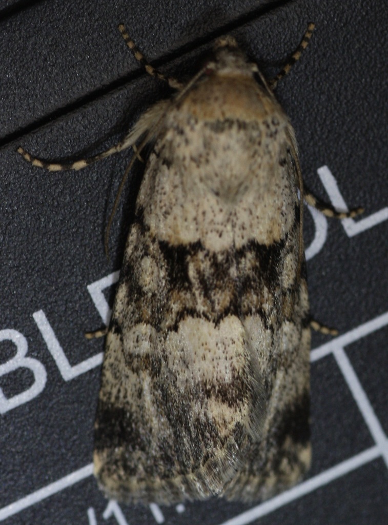 Sympistis arizonensis