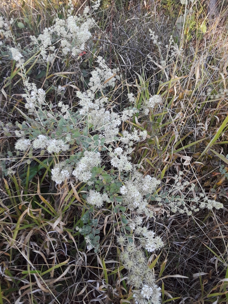 Medusantha