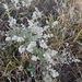 Medusantha crinita - Photo (c) Rosa Cartagenes, algunos derechos reservados (CC BY-NC), subido por Rosa Cartagenes