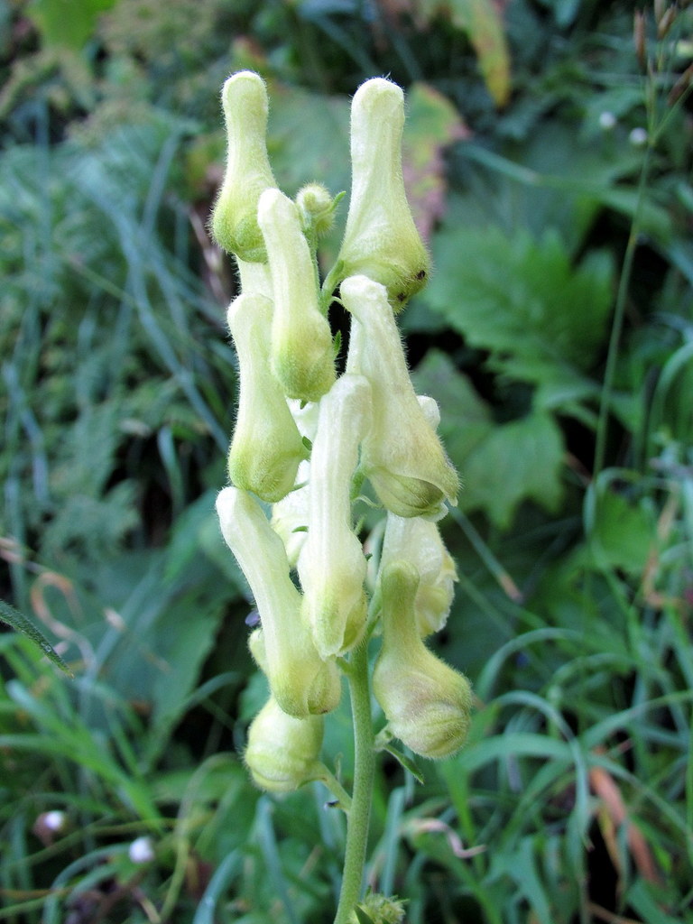 Monnikskap (Aconitum vulparia)