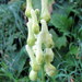 Aconitum lycoctonum vulparia - Photo (c) Joan Simon, μερικά δικαιώματα διατηρούνται (CC BY-SA)