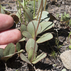 Micranthes aprica