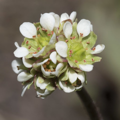 Micranthes aprica