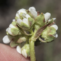 Micranthes aprica