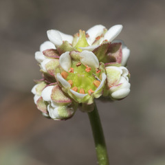 Micranthes aprica