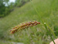 Carex exsiccata