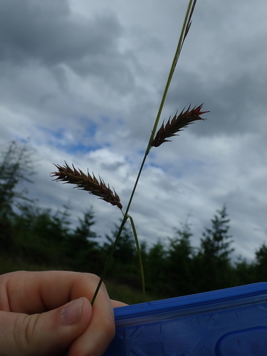 Image of Carex exsiccata by no rights reserved