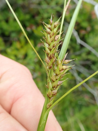 Image of Carex exsiccata by no rights reserved