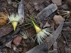Eucalyptus tricarpa