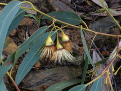 Eucalyptus tricarpa