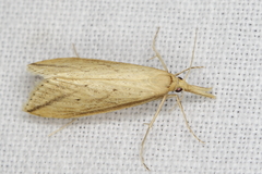 Donacaula longirostrallus