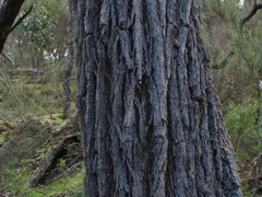 Eucalyptus tricarpa