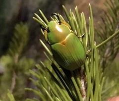 Chrysina psittacina