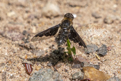 Hemipenthes seminiger