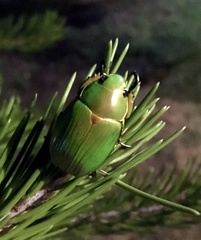 Chrysina psittacina