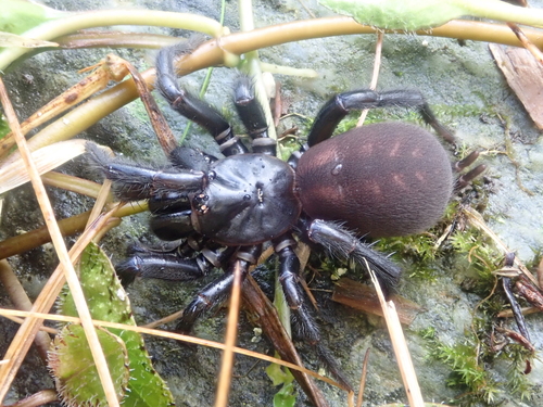 Hexathele nigra · iNaturalist