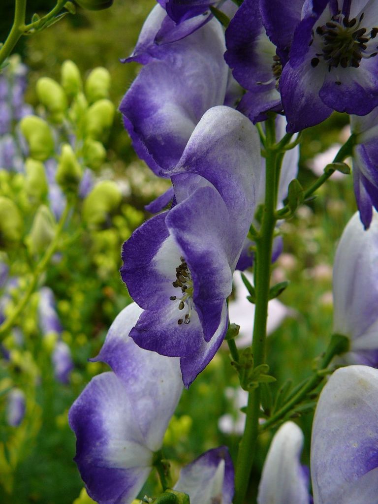purple wolfsbane