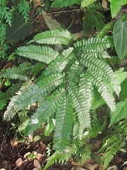 Arachniodes rhomboidea