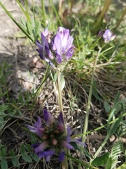 Astragalus laxmannii viciifolius