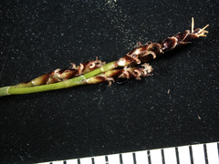 Carex concinna