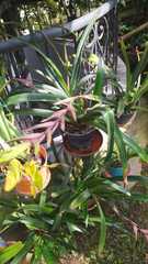 Phragmipedium