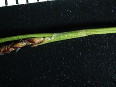 Carex concinna