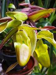Phragmipedium