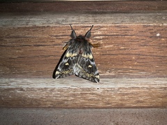 Ormiscodes schmidtnielseni