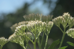 Arnoglossum reniforme