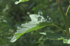 Arnoglossum reniforme