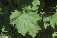 Arnoglossum reniforme