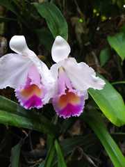 Cattleya