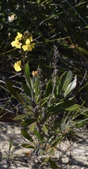 Goodenia stelligera