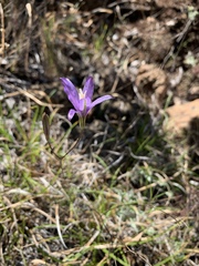Brodiaea leptandra