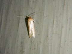 Holcocera immaculella