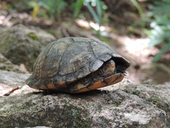 Kinosternon scorpioides