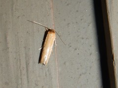 Holcocera immaculella