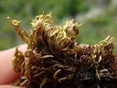 Homalothecium aureum