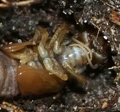 Myrmeleontiformia