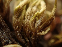 Homalothecium aureum