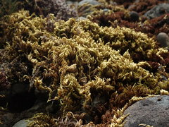 Homalothecium aureum