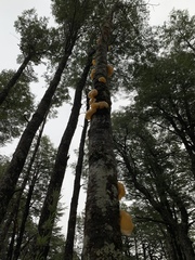 Aleurodiscus vitellinus