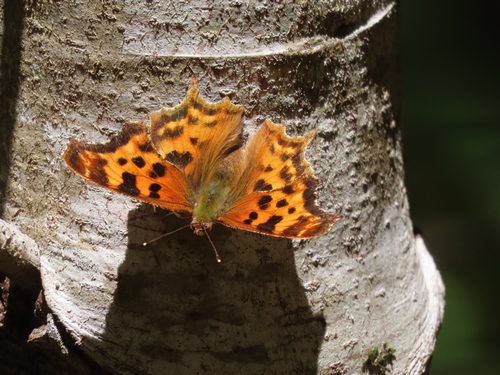 Satyr Comma photo 4