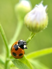 Coccinella septempunctata