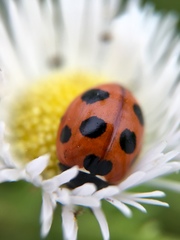 Coccinella septempunctata