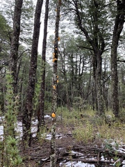 Aleurodiscus vitellinus