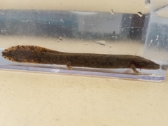 Necturus maculosus